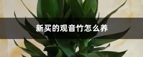 新买的观音竹怎么养