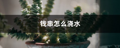 钱串怎么浇水